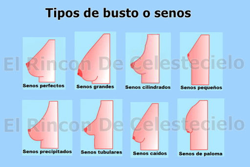 Tipos de senos o de busto de mujer