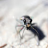 Eastern Sand Tiger Beetle