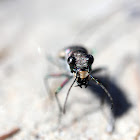 Eastern Sand Tiger Beetle