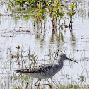 Lesser Yellowleg