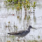 Lesser Yellowleg