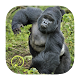 Gorilla Ringtones Download on Windows