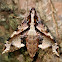 Sphinx Moth