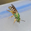 Honey-bellied Green Bee