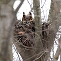 Great Horned Owl