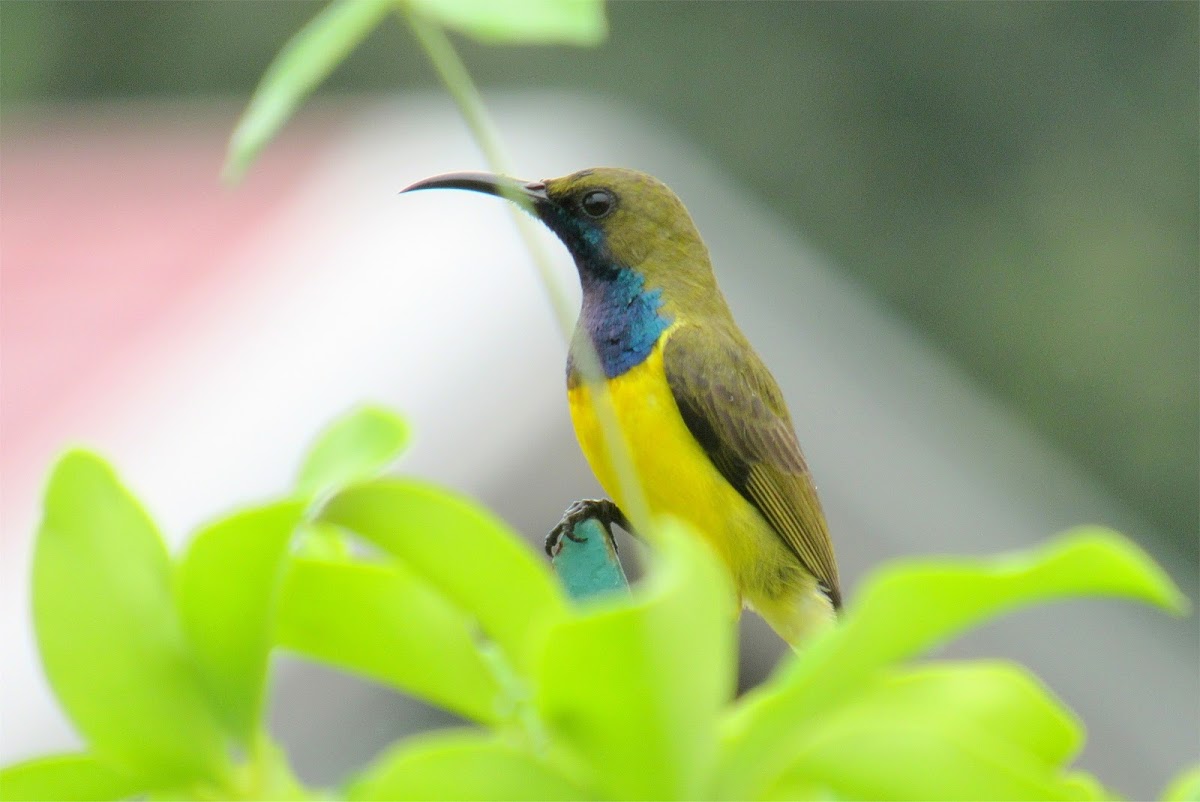 Olive-backed sunbird