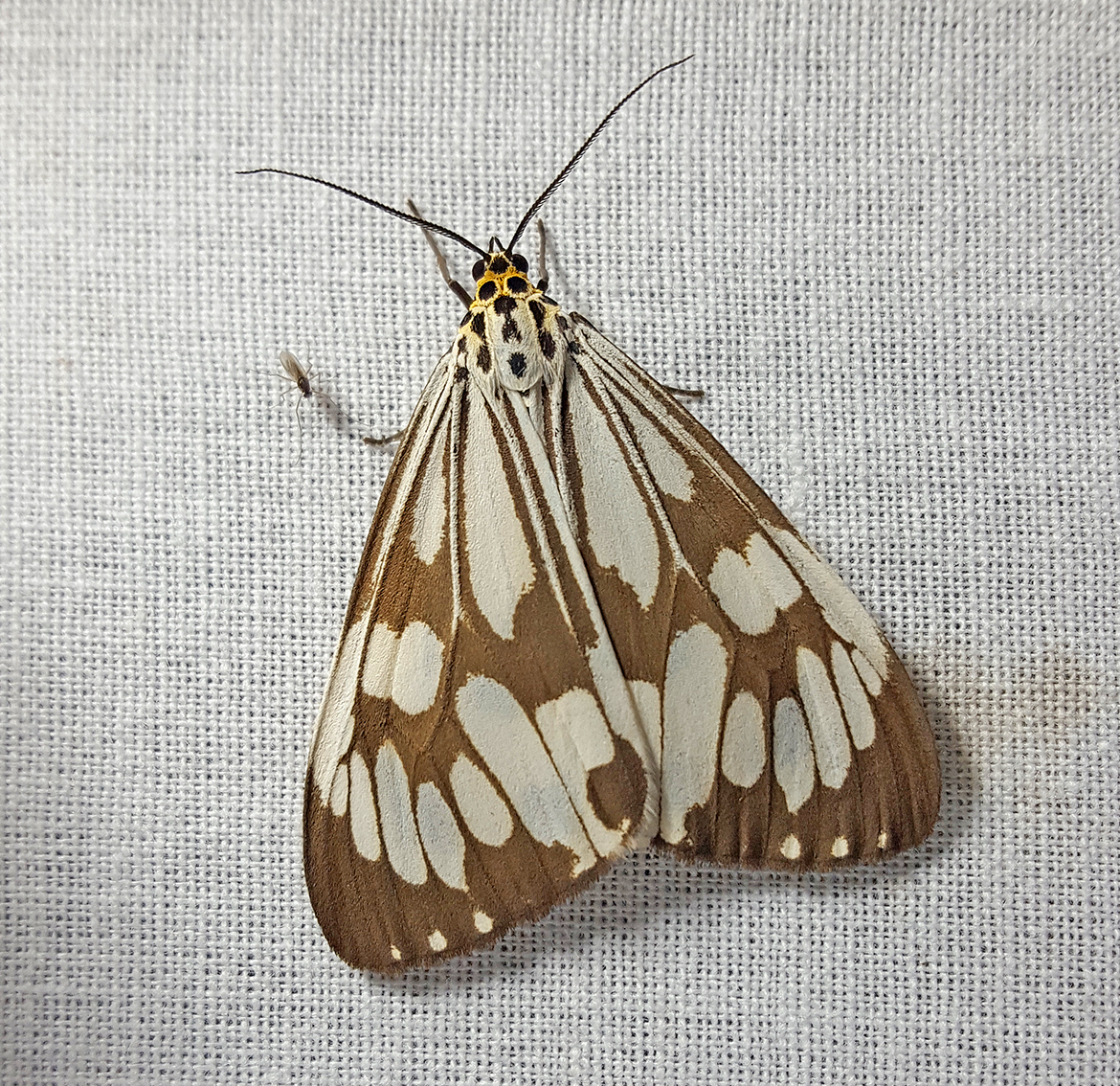 Marbled White Tiger