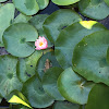 Lily pad