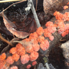 Red Tree Brain Fungus