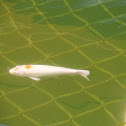 Koi