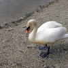 Mute Swan