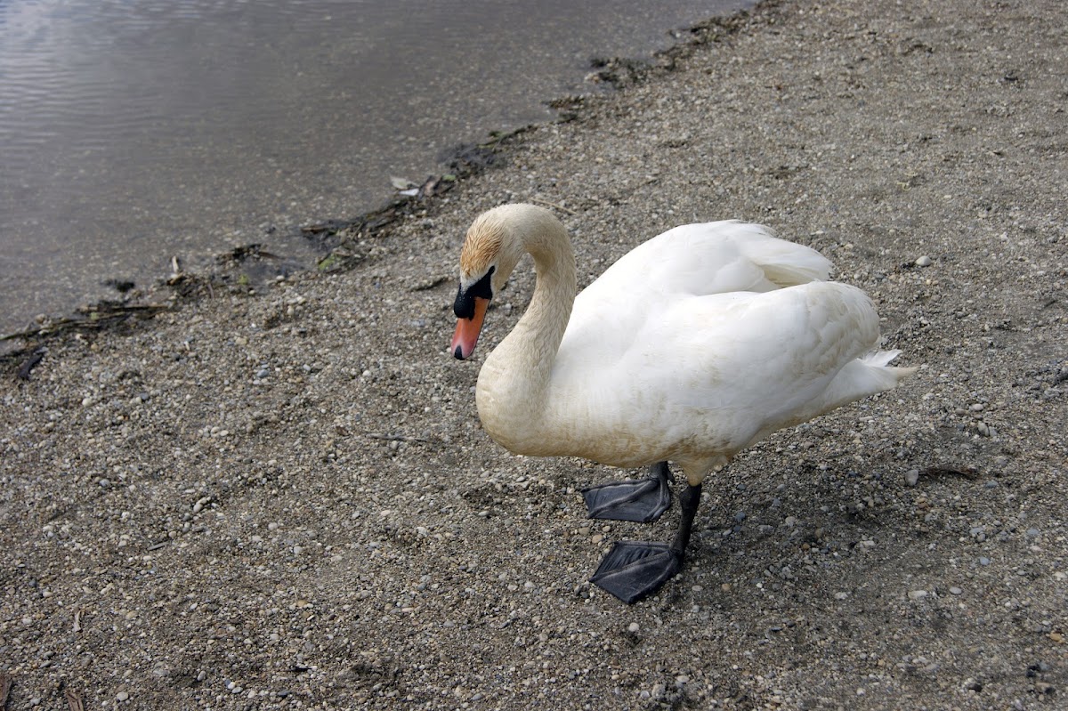 Mute Swan