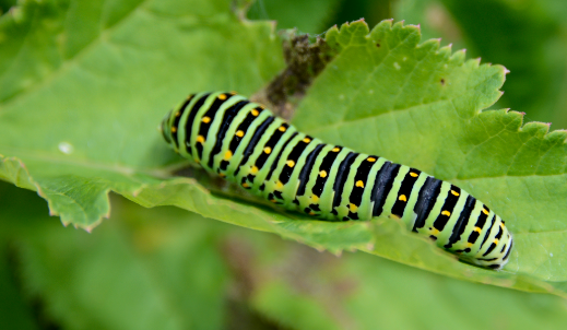 Caterpillar