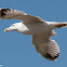 Yellow-legged Gull