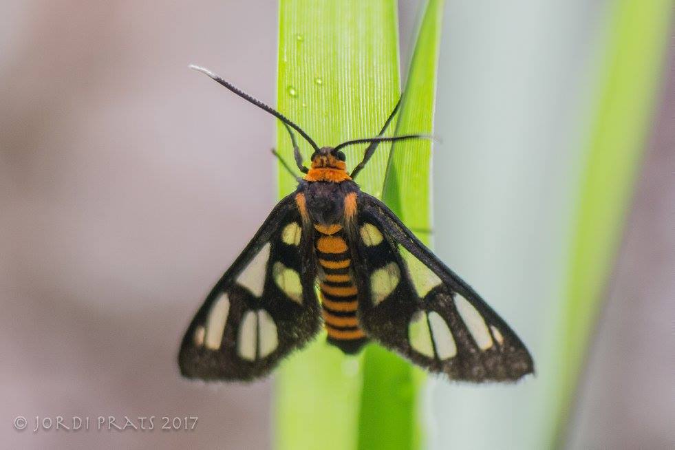 Wasp moth