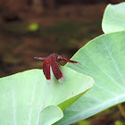 Common parasol