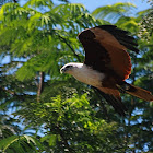 Brahminy Kite