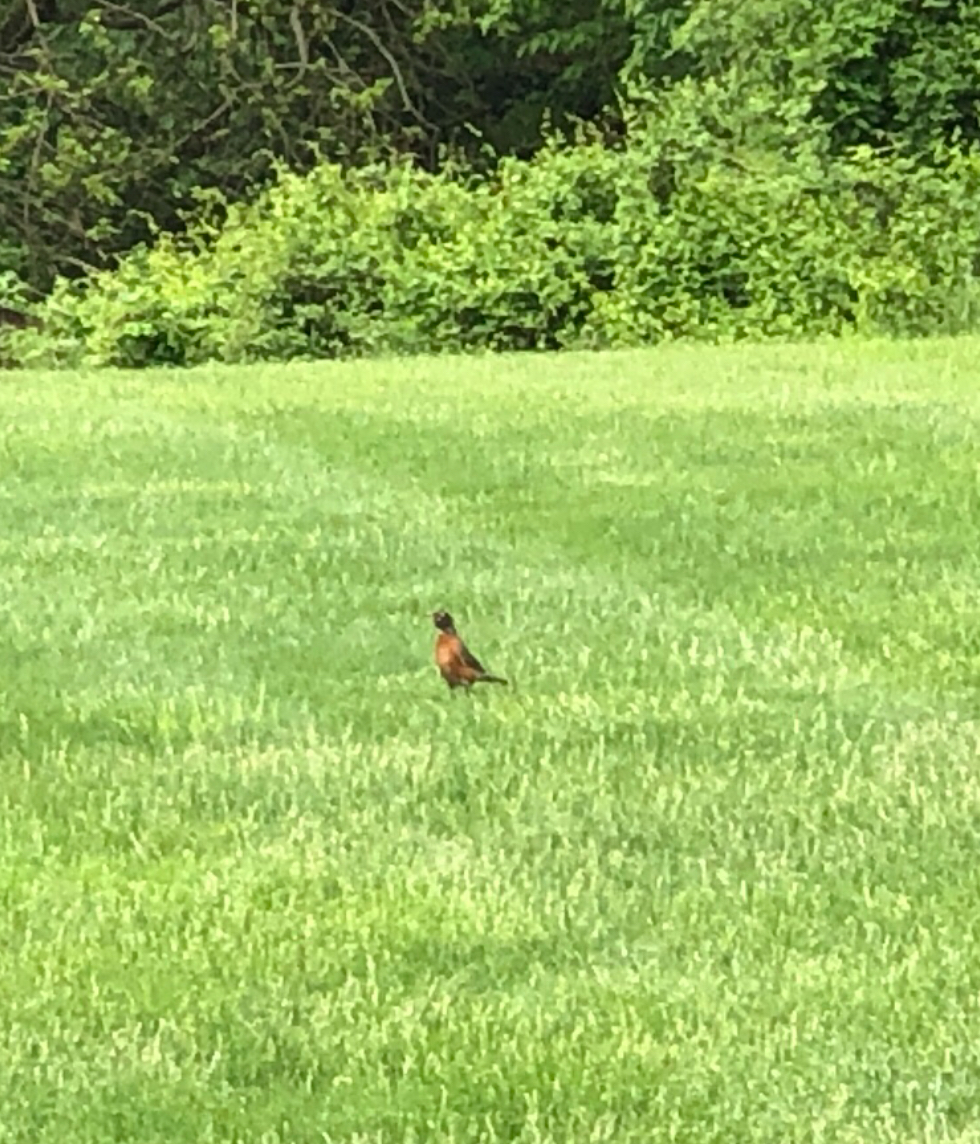 Orchard oriole