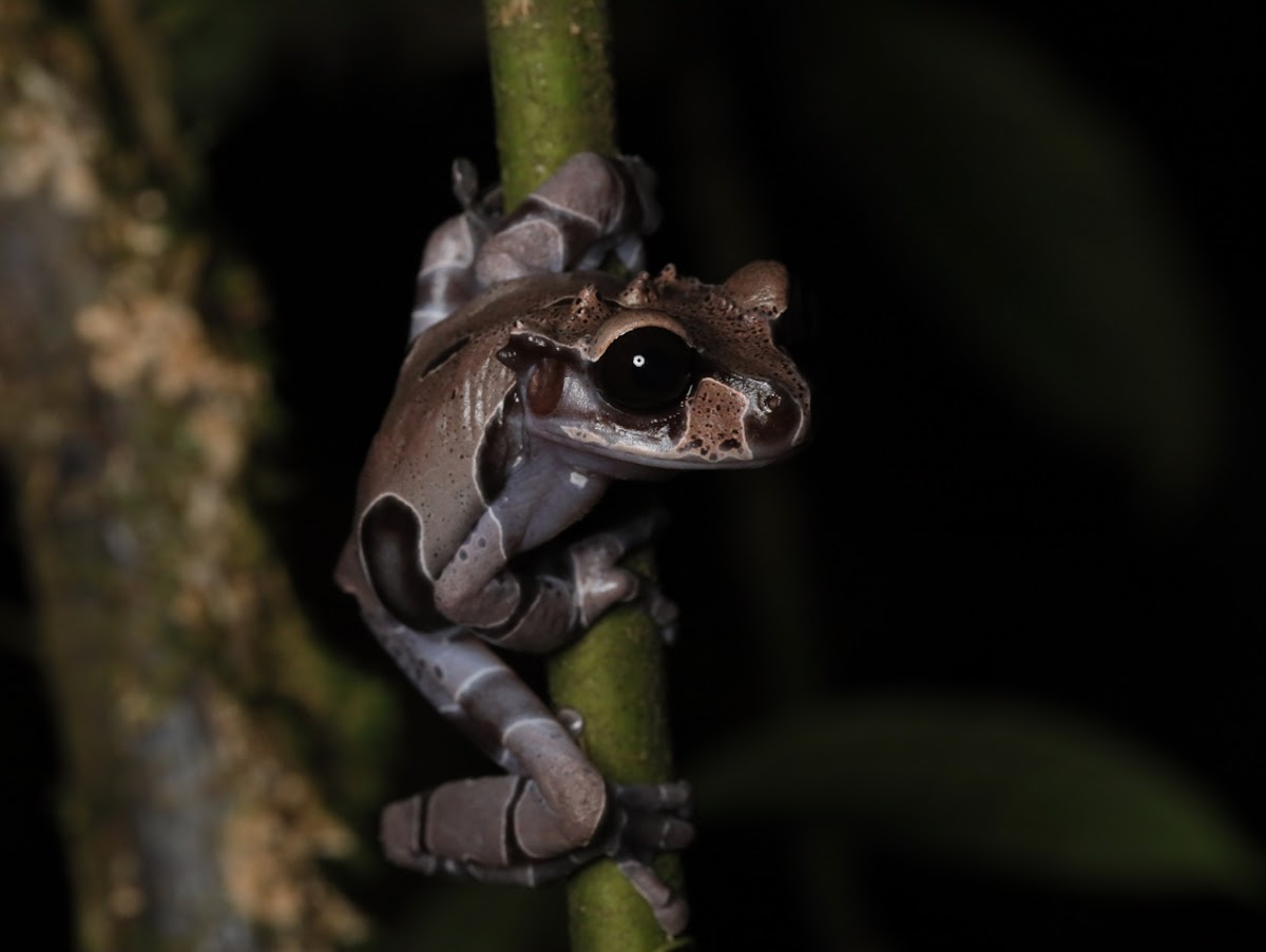 Crowned Treefrog