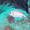 Blackbar Soldierfish