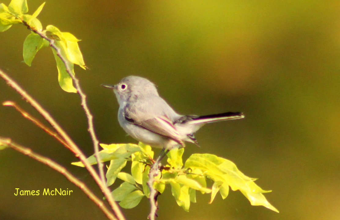 Blue-gray Gnatcatcher