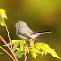 Blue-gray Gnatcatcher