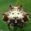 Spiny-backed Orbweaver