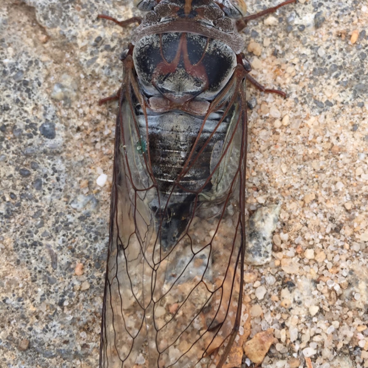 Cicada