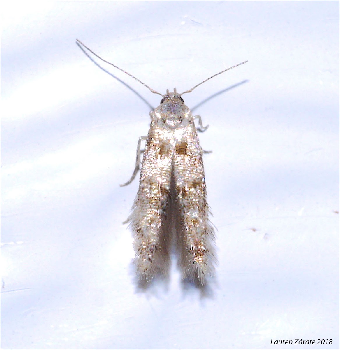 Micro Moth