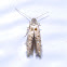 Micro Moth