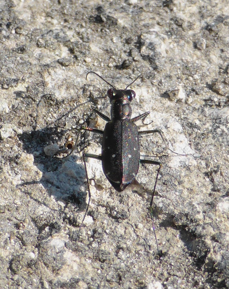 Punctured Tiger Beetle