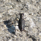 Punctured Tiger Beetle