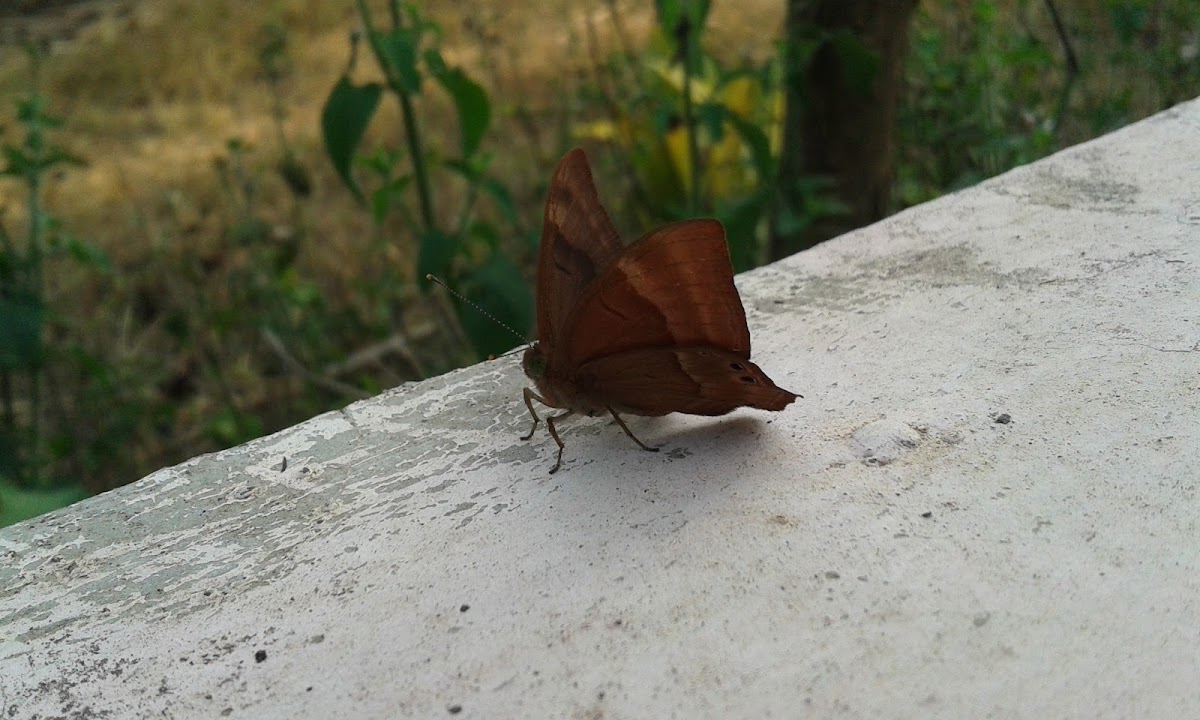 Common Evening Brown