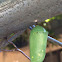 Monarch chrysalis