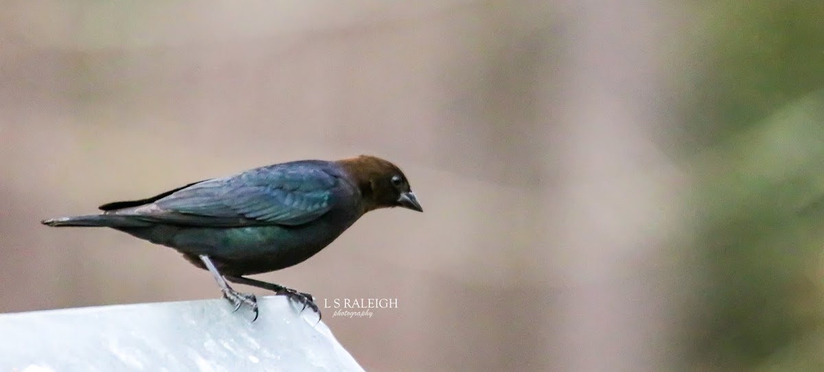 Brown-Headed Cowbird