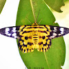 False Tiger Moth