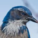 Western Scrub Jay