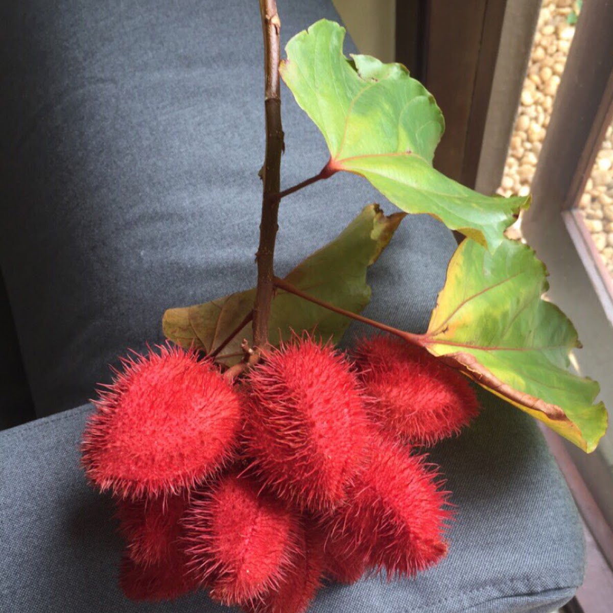 Lipstick plant