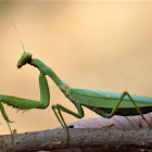 Preying Mantis