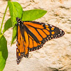 Monarch butterfly