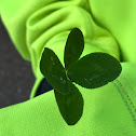 Four-leaf white clover