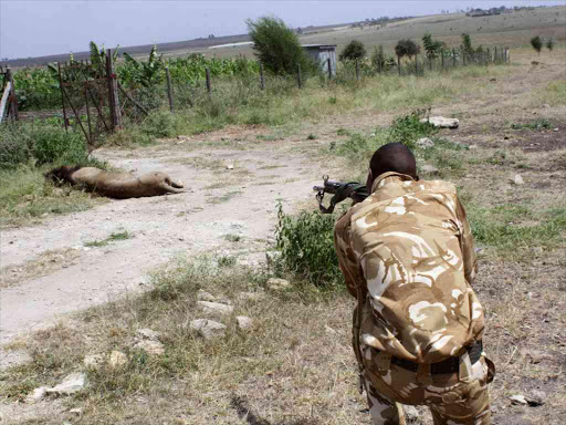 A Kenya Wildlife Services (KWS) ranger shoots to kill a stray male lion in the Isinya area of Kajiado county after it attacked and injured a local resident on outskirts of the capital Nairobi, Kenya March 30, 2016. REUTERS/Stringer