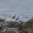 Brown Pelican