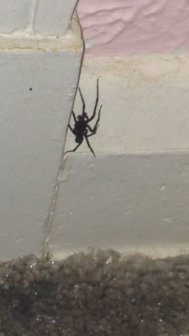 black house spider