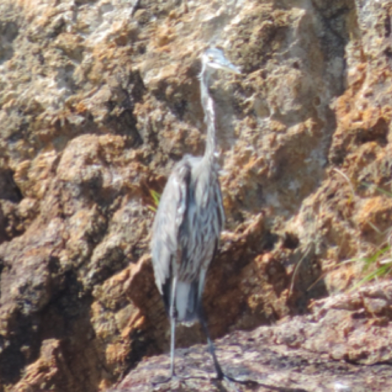 Great Blue Heron  juvenile