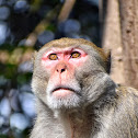 Rhesus Macaque ( रातो बाँदर )