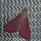 inornate pyrausta moth