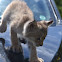 Eurasian Lynx