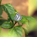 Common Pierrot