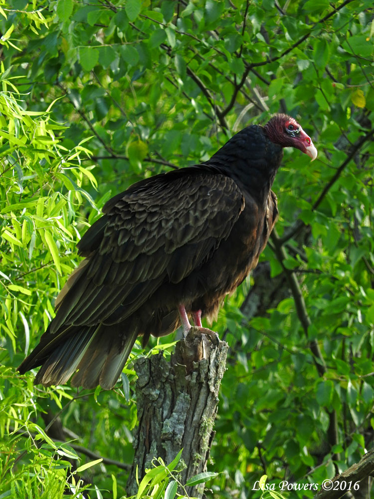 Turkey vulture